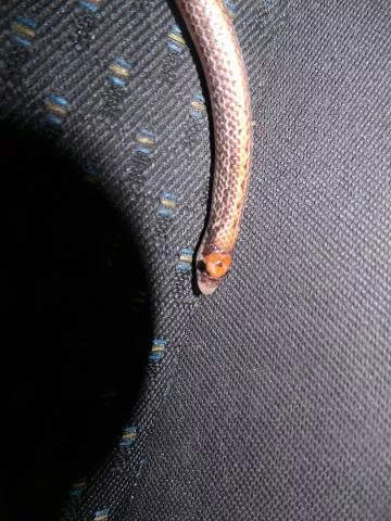 Photo: Francois Theart