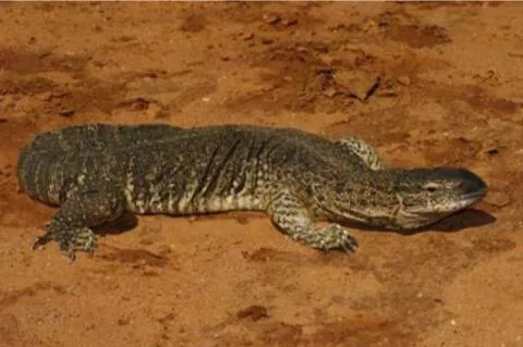 Photo: M O'Shea/K Stratford/Ongava Research Centre