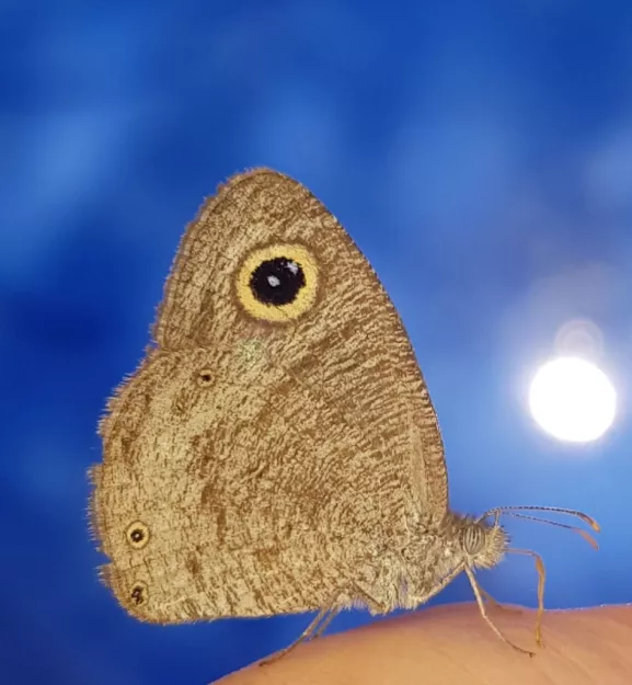 Photo: Alex Singleton