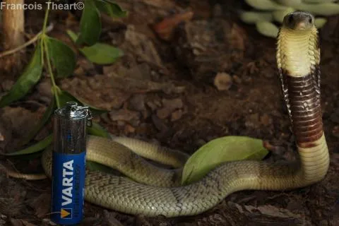 Juvenile. Photo: Francois Theart