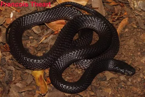 Photo: Francois Theart