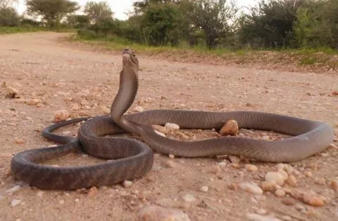 Photo: Francois Theart