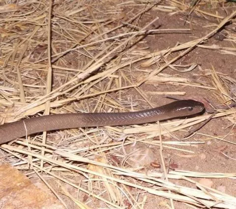 Photo: Francois Theart