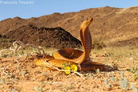 Photo: Francois Theart