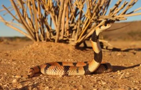 Photo: Francois Theart