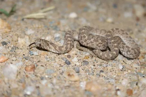 Photo: Francois Theart