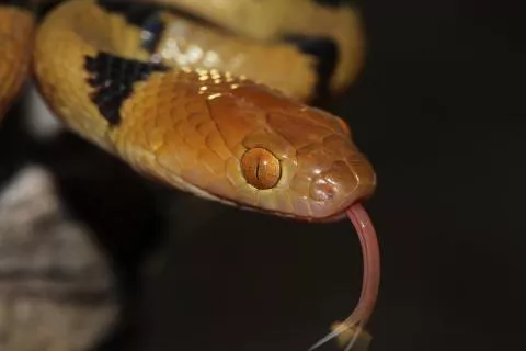 Photo: Francois Theart