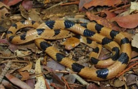 Photo: Francois Theart