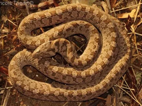 Photo: Francois Theart