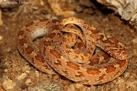 Photo: Francois Theart