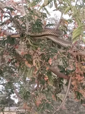 Photo: Shoni Zambwe Bester