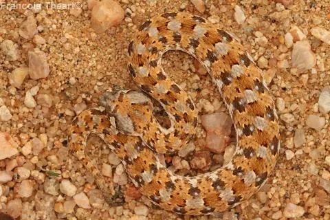 Photo: Francois Theart