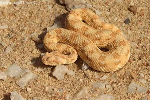 Photo: Francois Theart