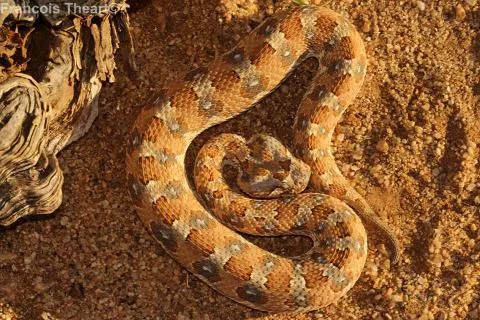 Photo: Francois Theart