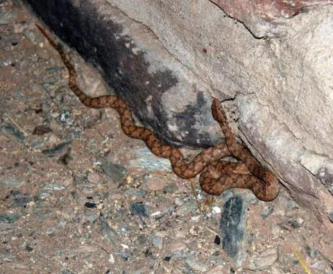 Photo: Willem de Waal