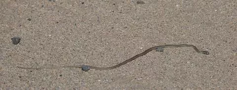 Photo: Beate Schwippert