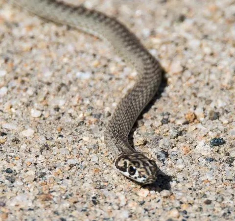 Photo: Beate Schwippert