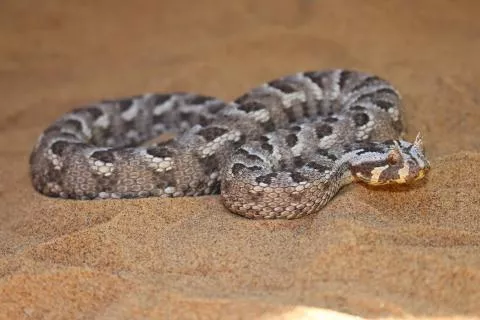 Photo: Francois Theart