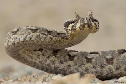 Photo: Jessica Kemper