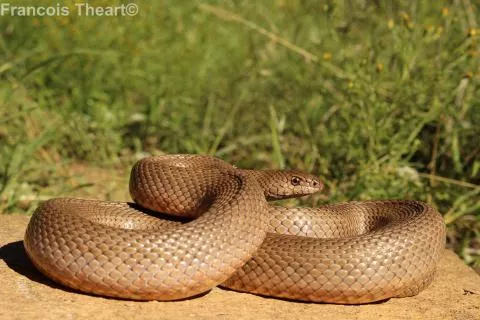 Photo: Francois Theart