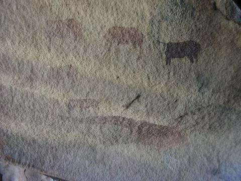 Monochrome eland torsos © Photo: J. Kinahan