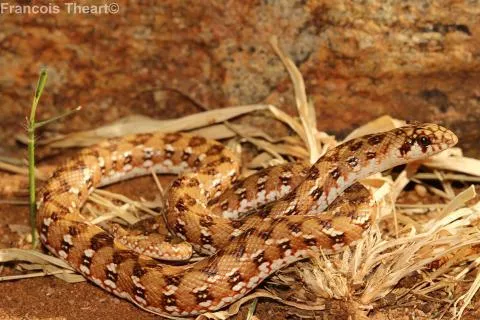 Juvenile. Photo: Francois Theart
