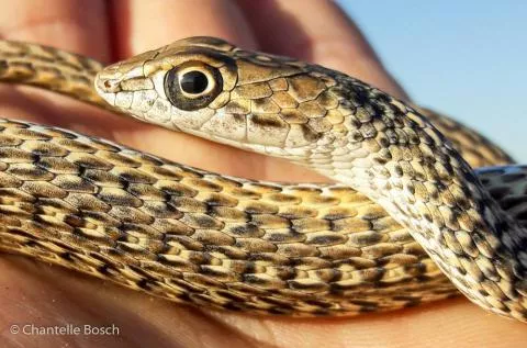 Photo: Chantelle Bosch