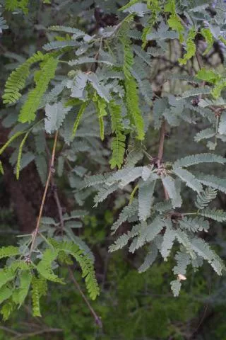 Prosopis velutina © Photo: S. Baskauf, http://bioimages.vanderbilt.edu