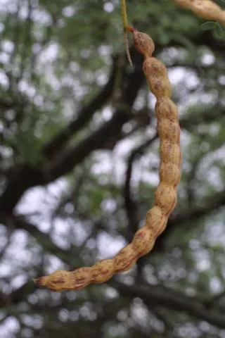 Prosopis velutina © Photo: S. Baskauf, http://bioimages.vanderbilt.edu