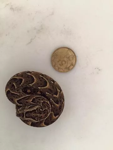 Neonate. Photo: Francois Theart