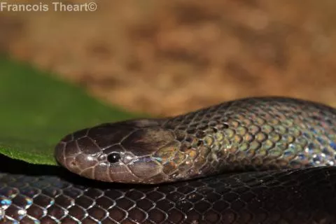 Photo: Francois Theart