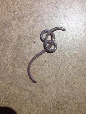 Photo: Quentin Strauss