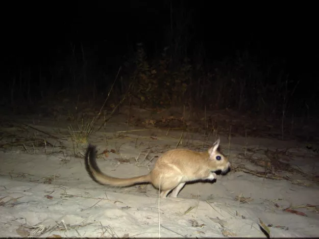 Photo: Kwando Carnivore Project