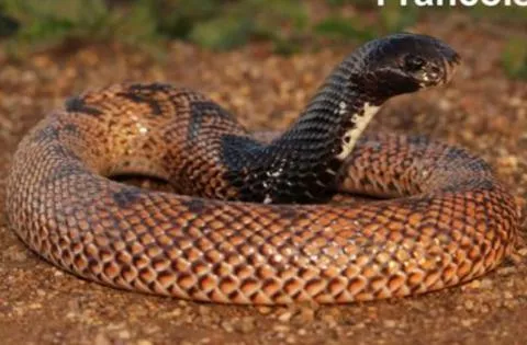 Photo: Francois Theart