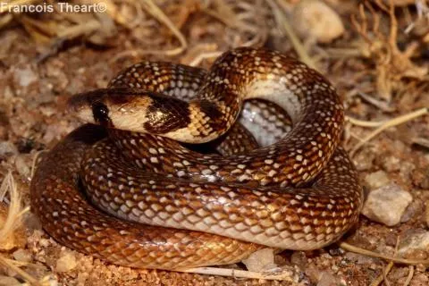 Photo: Francois Theart