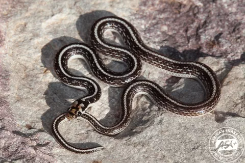 Photo: African Snakebite Institute