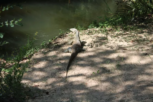 Water Monitor. Photo: Milton Mushindi