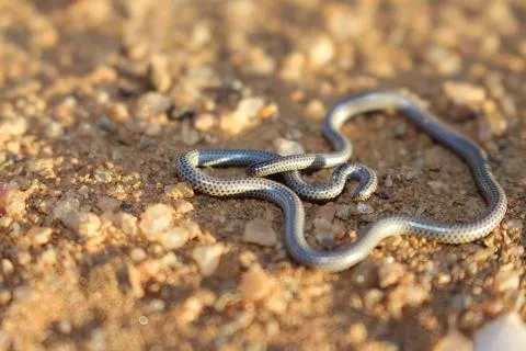 Photo: Francois Theart