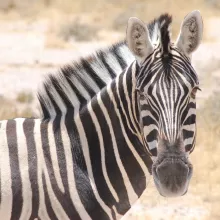 Burchell's zebra. While some species of mammals are relatively well known in terms of their distribution in Namibia, many are not. Contribute to the mammal atlas and assist in assessing current distributions. Photo: Alice Jarvis