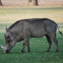 Warthog. While some species of mammals are relatively well known in terms of their distribution in Namibia, many are not. Contribute to the mammal atlas and assist in assessing current distributions. Photo: Alice Jarvis