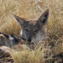 Black-backed jackal. While some species of Namibia's carnivores are relatively well known in terms of their distribution in Namibia, many are not. Contribute to the carnivore atlas and assist in assessing current distributions. Photo: Alice Jarvis