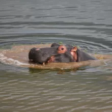 Hippo. While some species of mammals are relatively well known in terms of their distribution in Namibia, many are not. Contribute to the mammal atlas and assist in assessing current distributions. Photo: Alice Jarvis
