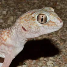 Namib Giant Ground Gecko. Namibia has a rich diversity of reptiles but they are poorly known. Contribute to the reptile atlas and assist in assessing current distributions. Photo: Francois Becker