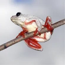 Angolan Reed Frog. Amphibians are very poorly known in Namibia. Get involved with this new initiative to compile basic distribution data for Namibia's frogs and toads. Photo: Mark Paxton