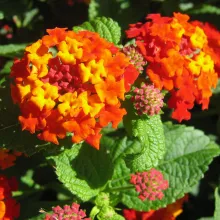 Lantana camara. Several species of alien plants in Namibia pose a threat to the natural vegetation. Mapping these species and obtaining basic information on them is a first step in assessing the level of threat and how best to tackle the problem. Photo: Coleen Mannheimer