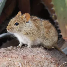 Mouse. While some species of mammals are relatively well known in terms of their distribution in Namibia, many are not. Contribute to the mammal atlas and assist in assessing current distributions. Photo: Alice Jarvis