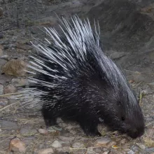 Southern African Porcupine. While some species of mammals are relatively well known in terms of their distribution in Namibia, many are not. Contribute to the mammal atlas and assist in assessing current distributions. Photo: Tony Robertson