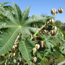 Ricinus communis - Castor oil plant. Several species of alien plants in Namibia pose a threat to the natural vegetation. Mapping these species and obtaining basic information on them is a first step in assessing the level of threat and how best to tackle the problem. Photo: Coleen Mannheimer