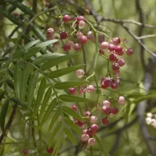 Schinus molle - Pepper tree. Several species of alien plants in Namibia pose a threat to the natural vegetation. Mapping these species and obtaining basic information on them is a first step in assessing the level of threat and how best to tackle the problem. Photo: Coleen Mannheimer