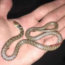 Southwestern Shovel-snout. Our snakes are poorly known and widely feared. Contribute to the snake atlas and assist in assessing current distributions. Photo: Francois Theart